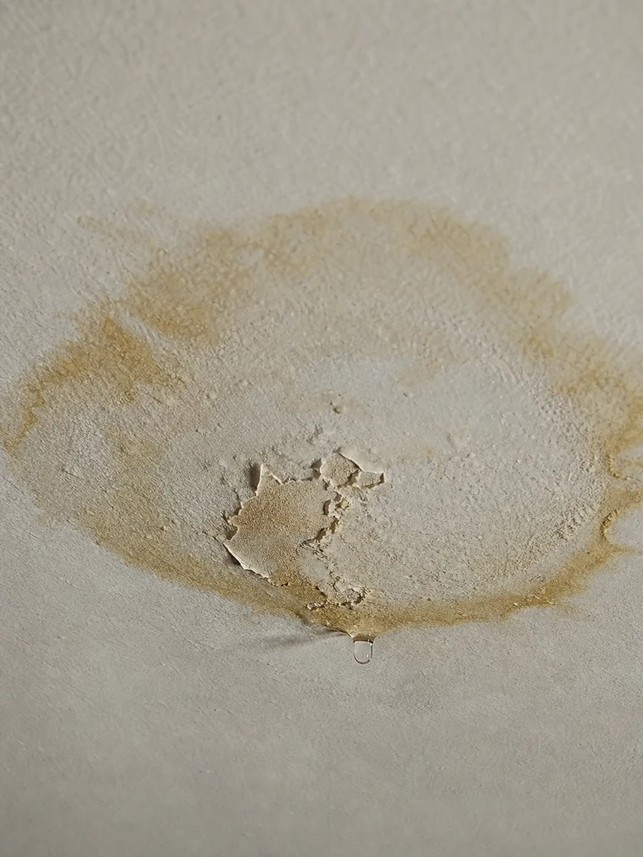 Auréole d'humidité et écoulement d'eau sur un plafond, signe d'une fuite de toiture active