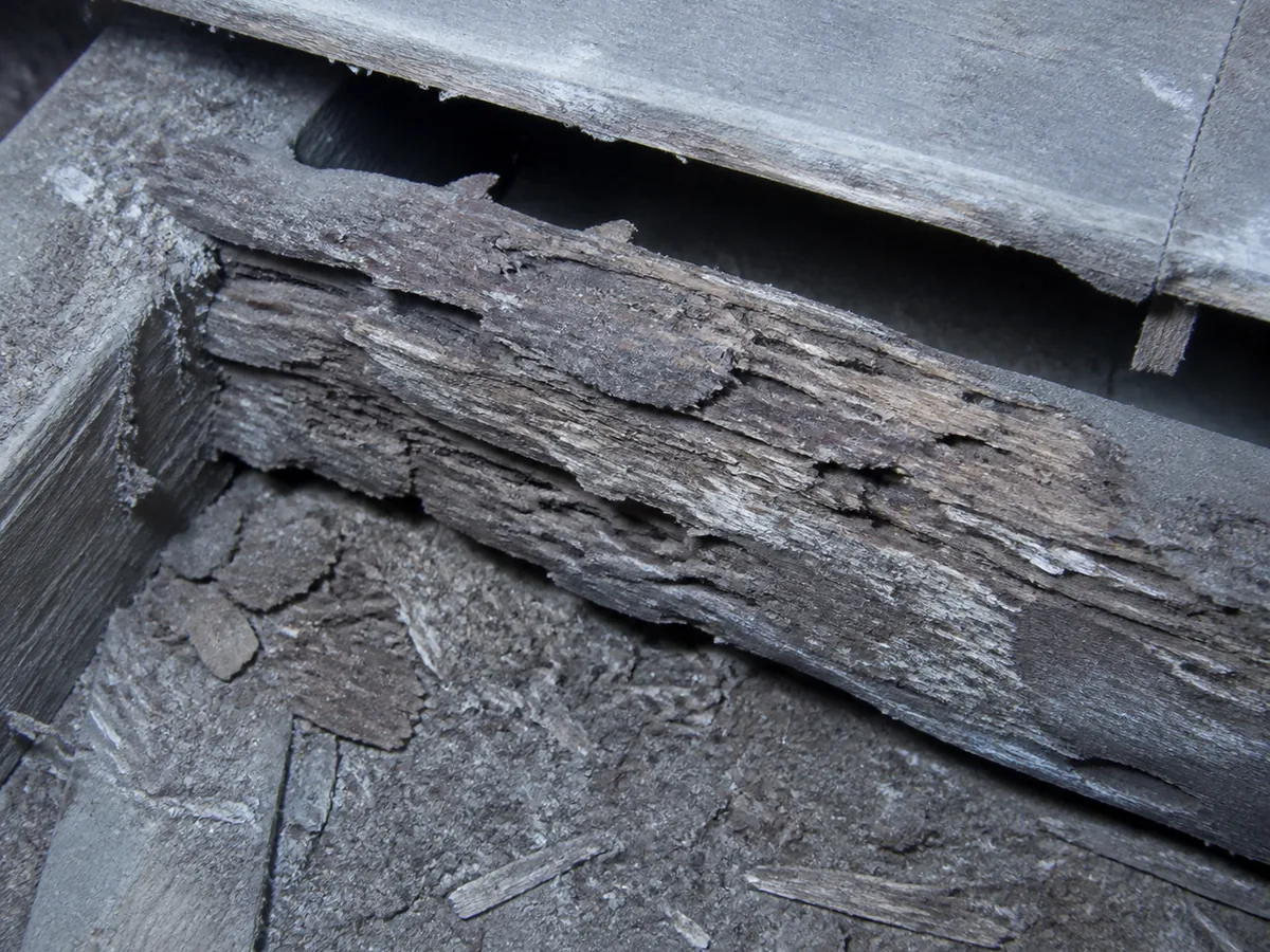 Solive de plancher en bois rongée par l'humidité, fibres du bois effritées et grisâtres, structure porteuse de charpente visible en gros plan