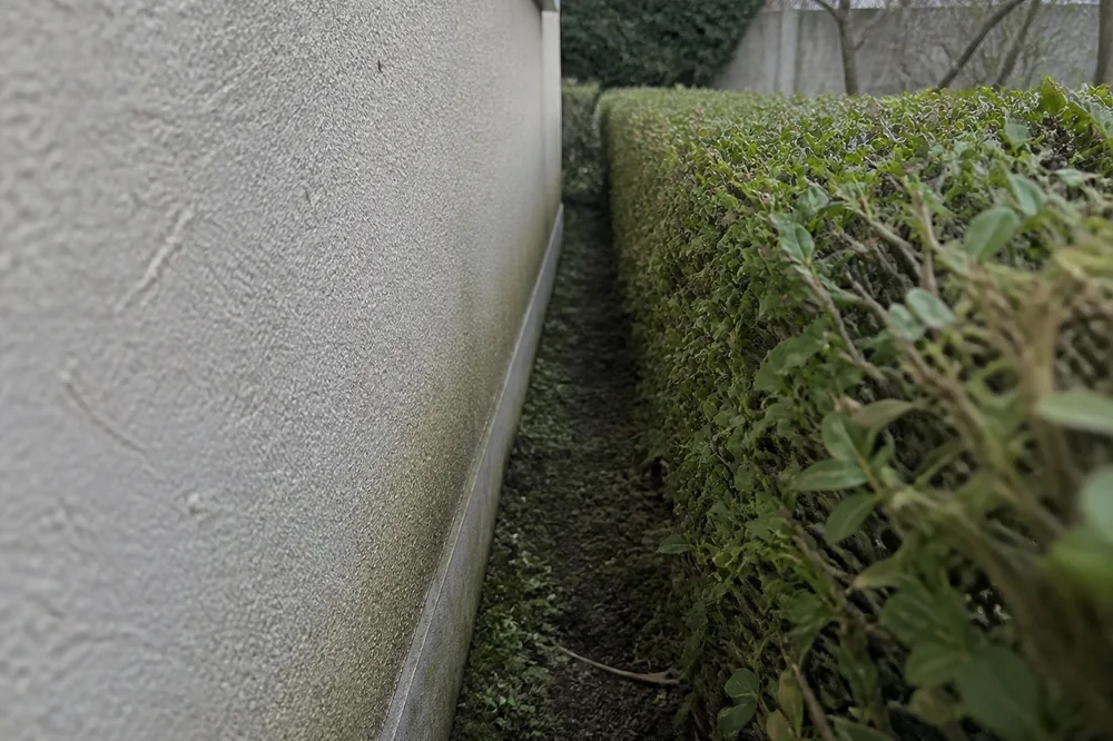 Haie basse taillée longeant le mur d'une façade de maison, retrait très étroit entre le mur et la haie, aucune personne visible